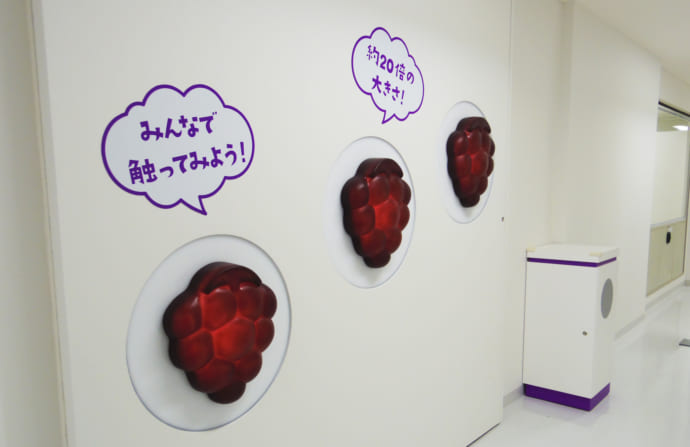 巨大な果汁グミを触って学べる見学施設